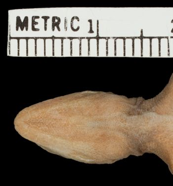 Media type: image; Herpetology R-81134